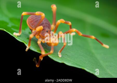 Harvestman, Order Opiliones Stock Photo - Alamy