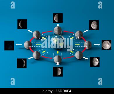 Diagram of the lunar cycle as viewed from Earth. The cycle starts with a new Moon (centre left). The first quarter Moon, which occurs after 7 days, is Stock Photo