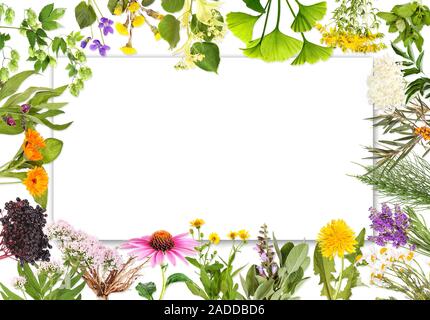 Blank label with medical plants Stock Photo