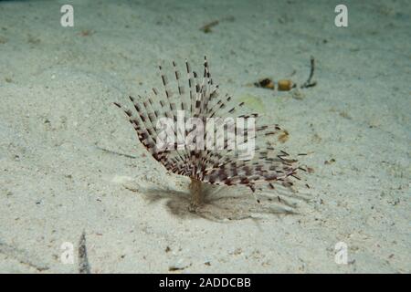 Feather duster worm (family Sabellidae) on the seabed photographed under white light. These polychaete worms live in tubes constructed from sand, held Stock Photo