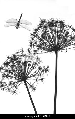 Not for print or poster uses Dragonfly and Allium flowers, X-ray. Stock Photo