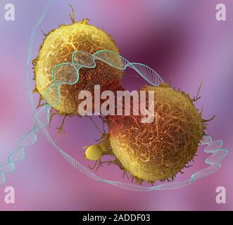 Cancer and DNA, conceptual composite image. Scanning electron microscopy (SEM) and computer generated image (CGI) of DNA (deoxyribonucleic acid) molec Stock Photo