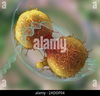 Cancer and DNA, conceptual composite image. Scanning electron microscopy (SEM) and computer generated image (CGI) of DNA (deoxyribonucleic acid) molec Stock Photo