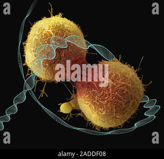 Cancer and DNA, conceptual composite image. Scanning electron microscopy (SEM) and computer generated image (CGI) of DNA (deoxyribonucleic acid) molec Stock Photo