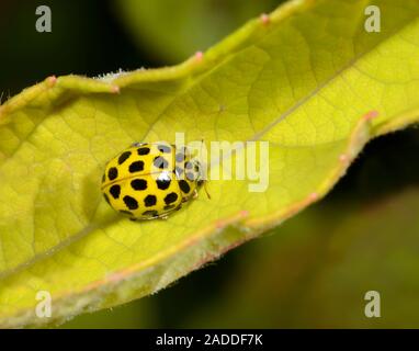 Close-up of a tiny 22-spot ladybird (Psyllobora 22-punctata) resting on a leaf. Photographed in Norfolk, UK, in summer. Stock Photo