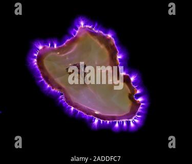 Agate geode slice, Kirlian photograph. Kirlian photography is a photographic technique that records the coronal discharge from an object placed in a s Stock Photo