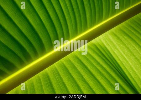 Close-up of a banana (Musa sp.) leaf. Stock Photo