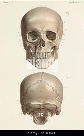Skull anatomy, 1866 illustrations. This page is plate 7 from the