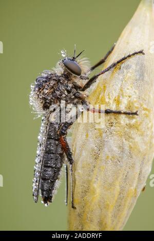 A dew covered male slender-footed robber fly (Leptarthrus brevirostris) so named by the slender rear feet found on the males. Robber flies are predato Stock Photo