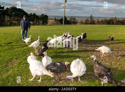 East Ferry, Cork, Ireland. 03rd December, 2019.  Robert Fitzsimmons herds some of his flock of free range Turkeys in for the night, after a day spent roaming  the fields on his farm in East Ferry, Co. Cork, Ireland.  - Credit; David Creedon / Alamy Live News Stock Photo