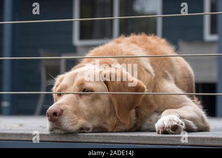 Indy, an Australian cross breed Labrador Border Collie dog rescued by the RSPCA is seen here lying on a deck watching under a wire fence Stock Photo