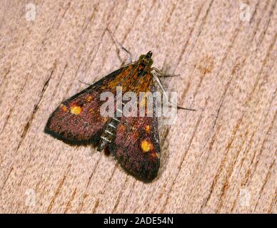 Close-up of a Small purple and gold moth (Pyrausta aurata) resting on a wooden panel in a Norfolk garden in summer, UK. Stock Photo