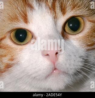 Close-up of the face of a female domestic ginger kitten (Felis silvestris catus). Stock Photo