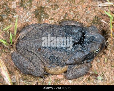 Cane Toad (Rhinella marina) is an invasive species outside its native South America. This individual is contaminated with crude oil from an oil well i Stock Photo