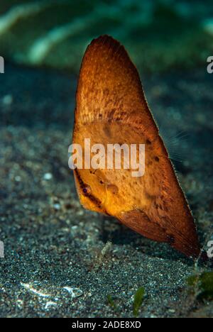 Circular Spadefish Platax orbicularis Juvenile Stock Photo