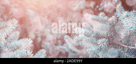 Winter snowy background with blue fir tree branches under falling snowflakes. Blue pine tree branches under winter falling snow, closeup of winter for Stock Photo