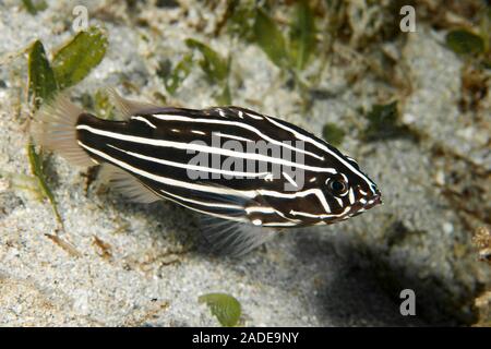 Six-Lined Soapfish Grammistes sexlineatus Stock Photo