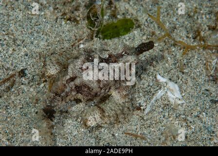 Dragon sea Moth Eurypegasus draconi Stock Photo