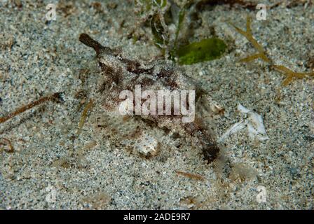 Dragon sea Moth Eurypegasus draconi Stock Photo