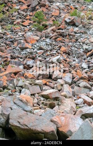Close-up of a patch of bright orange Trentepohlia sp. alga growing on rocks. The bright orange colour is caused by the presence of large quantities of Stock Photo