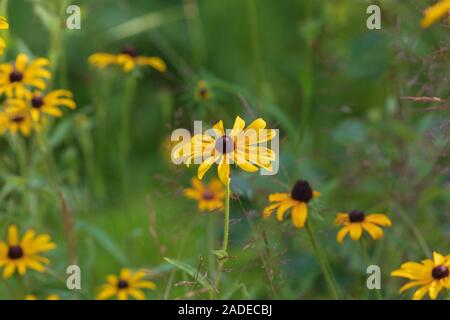 Black-eyed Susan growing in northern Wisconsin. Stock Photo