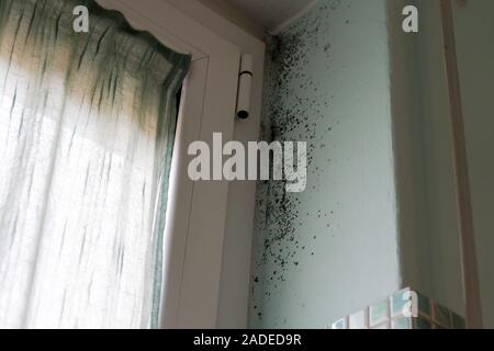 mold on the walls of the bathroom that is formed by the steam Stock Photo