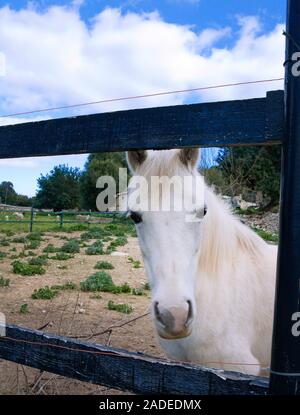 Schimmel in einer Pferdekoppel bei Algaida, Mallorca, Balearen, Spanien | Gray horse at a paddock, Algaida, Mallorca, Balearic islands, Spain Stock Photo