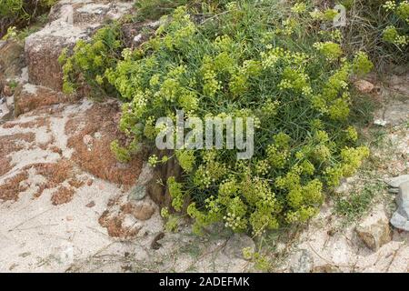 Yellow Rock Samphire growing wild on beach. Crithmum maritimum L. Apiaceae Stock Photo