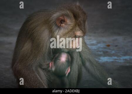 Portrait of a caged female monkey and her child in the Phoenix Island Zoo (Mekong Delta, South Vietnam). Stock Photo