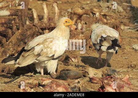 Egyptian vulture on carcass Stock Photo