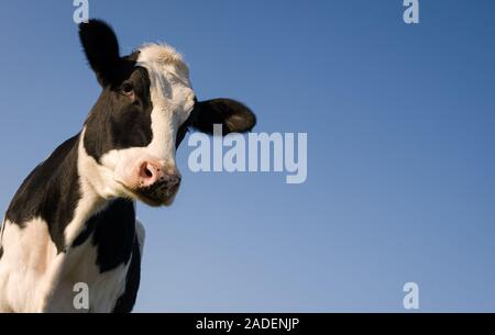 Holstein cow over blue sky with copy space for text Stock Photo