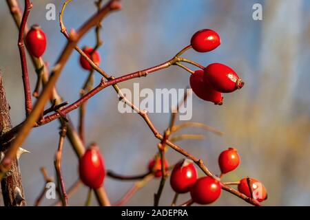 Close up of isolated shiny red rose hips on a sunny autumn day with a light blue bokeh background Stock Photo