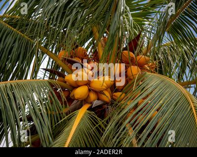 Coconuts on tree close up shot in Malaysian islands sandy beach green trees natural day Stock Photo