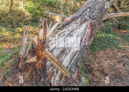 Natural pine resin on split trunk of storm damaged Monterey Pine / Pinus radiata. Pine resin is flammable & used for lighting emergency survival fires Stock Photo