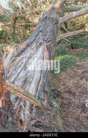 Natural pine resin on split trunk of storm damaged Monterey Pine / Pinus radiata. Pine resin is flammable & used for lighting emergency survival fires Stock Photo