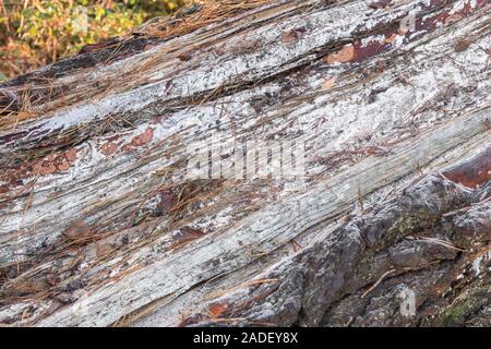 Natural pine resin on split trunk of storm damaged Monterey Pine / Pinus radiata. Pine resin is flammable & used for emergency survival fires Stock Photo