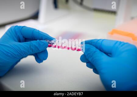 Hands in gloves holding pink samples for researching Stock Photo