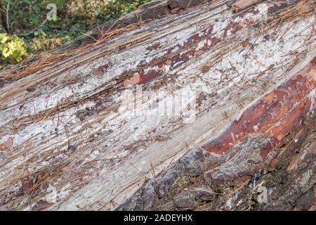 Natural pine resin on split trunk of storm damaged Monterey Pine / Pinus radiata. Pine resin is flammable & used for emergency survival fires Stock Photo