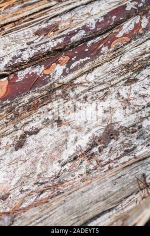 Natural pine resin on split trunk of storm damaged Monterey Pine / Pinus radiata. Pine resin is flammable & used for emergency survival fires Stock Photo