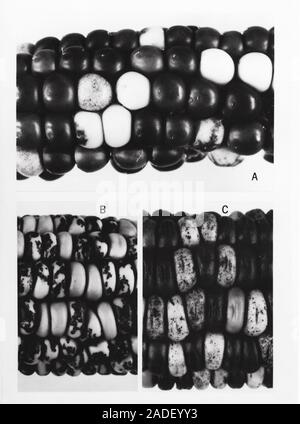 Maze genetics research by McClintock, 1978. Published research results from experiments on plant genetics carried out on maize (Zea mays) by US geneti Stock Photo