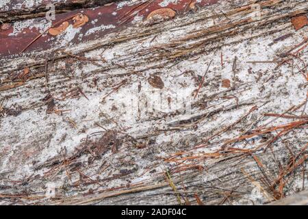 Natural pine resin on split trunk of storm damaged Monterey Pine / Pinus radiata. Pine resin is flammable & used for emergency survival fires Stock Photo