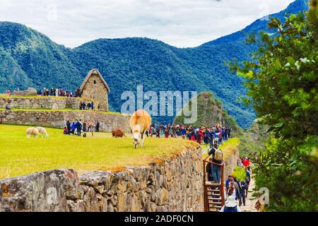 MACHU PICCHU, PERU - JUNE 7, 2019: View of the ancient city Stock Photo