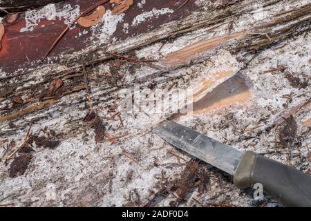 Natural pine resin harvested from storm damaged Monterey Pine / Pinus radiata. The resin is flammable and used for lighting emergency survival fires. Stock Photo