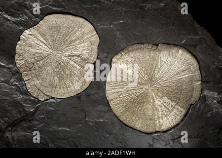 Pyrite 'suns' of radiating crystals, from Sparta, Illinois, USA. Stock Photo