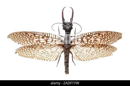 コエポン　Acanthacorydalis fruhstorferi Acanthacorydalis fruhstorferi - Wikipedia