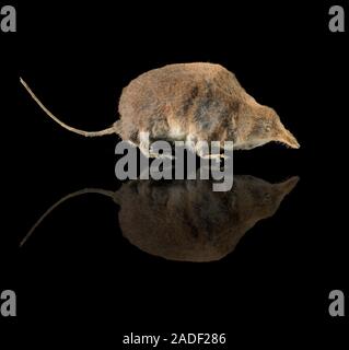 Eurasian water shrew (Neomys fodiens). Like many shrews, the water shrew has venomous saliva, making it one of the few venomous mammals. Stock Photo