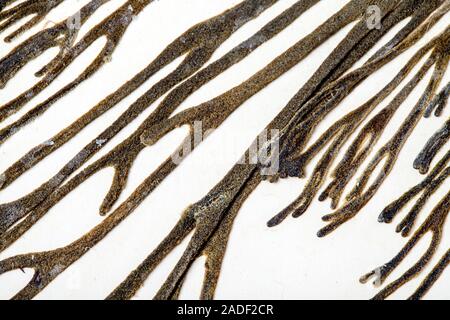 Velvet horn (Codium tomentosum) seaweed. Found growing on exposed rocks in the shallow sublittoral zone and in lower shore rock pools. This species ca Stock Photo