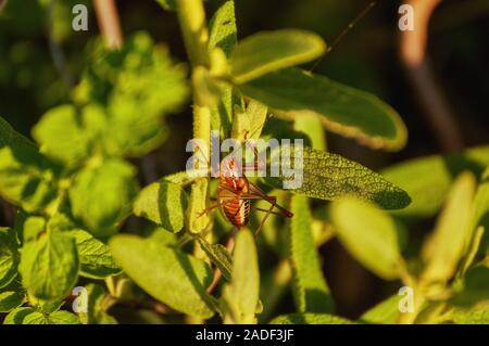 Close up head shot Bombay Locust or Patanga succincta Stock Photo