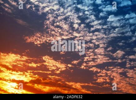 Cirrocumulus clouds. Sunset sky filled with groups of small, cirrocumulus cloudlets. Cirrocumulus clouds form at an altitude of 5000- 6000 metres and Stock Photo