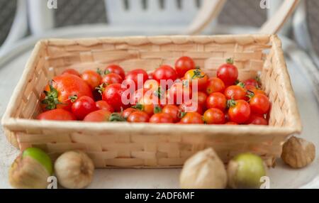 Fresh and juicy tomatoes from garden in basket on chair Stock Photo